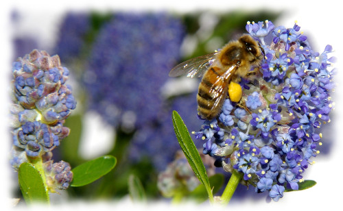 abeilles-2015.jpg